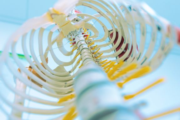 Einblick in das innere eine Brustkorbs eines Skelettmodells